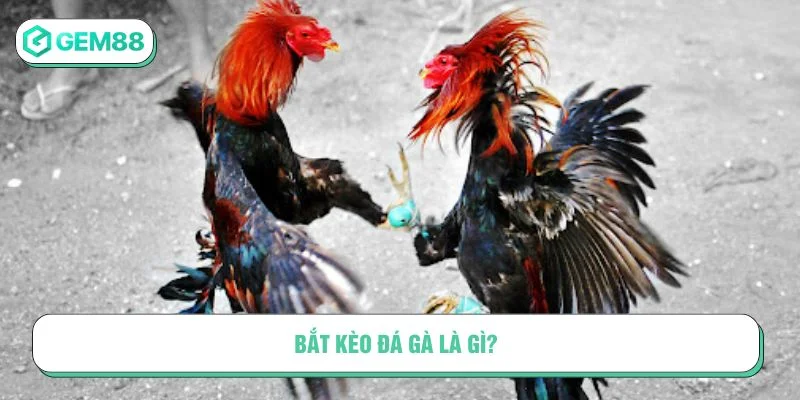 Cách bắt kèo đá gà quyết định thắng thua của trận đấu