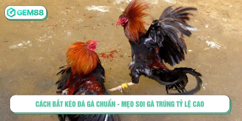 cách bắt kèo đá gà