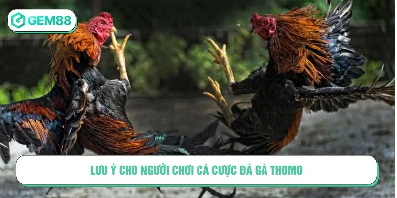 Cần ghi nhớ những luật đá gà Thomo khi cược
