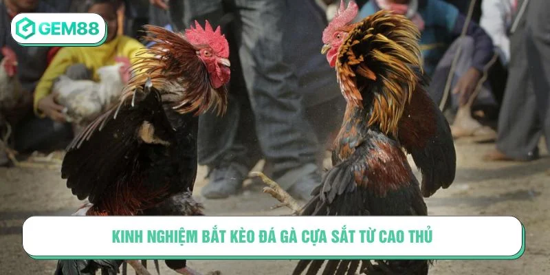 Có thể áp dụng các kinh nghiệm từ cao thủ