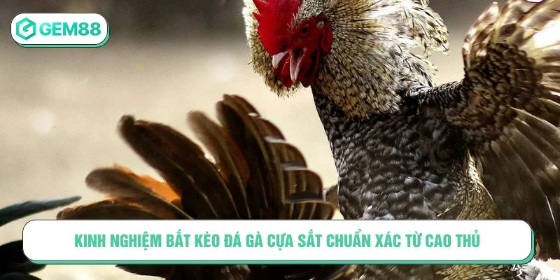 đá gà cựa sắt