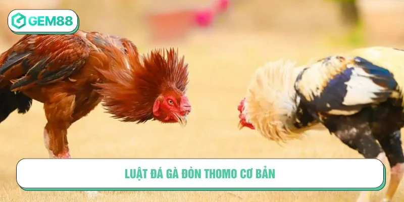 Đá gà đòn Thomo có luật chơi rõ ràng