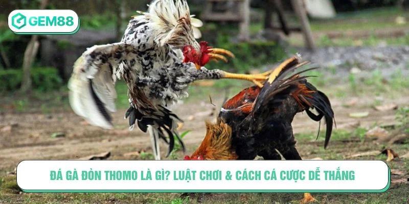 đá gà đòn Thomo
