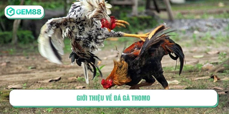 Đá gà Thomo rất được yêu thích