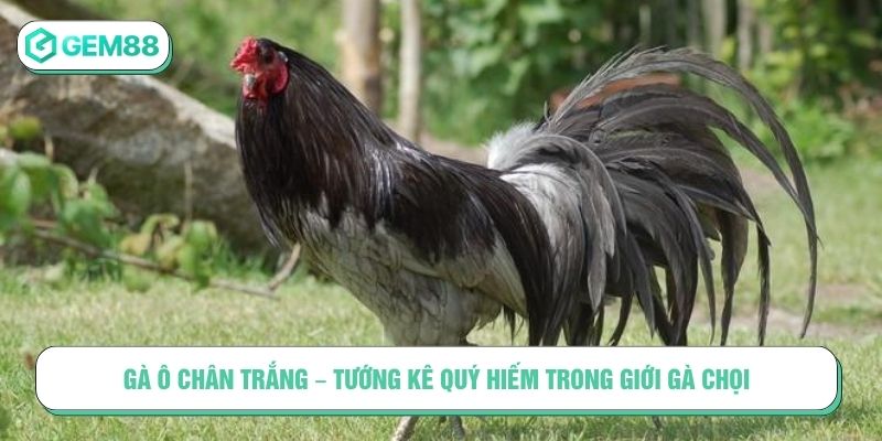Gà ô chân trắng – Tướng kê quý hiếm trong giới gà chọi