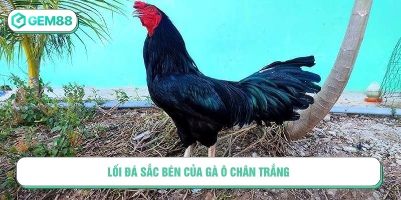 Lối đá sắc bén của gà ô chân trắng