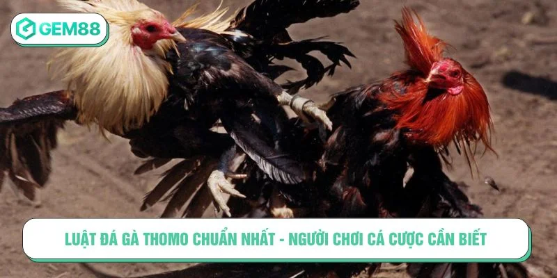 luật đá gà Thomo
