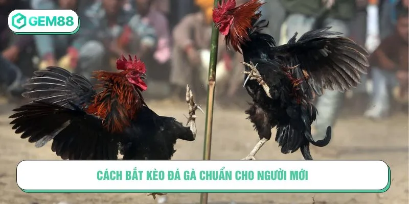Người chơi có thể áp dụng cách bắt kèo đá gà