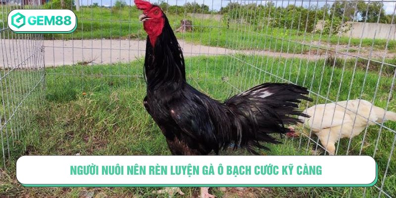 Người nuôi nên rèn luyện gà ô bạch cước kỹ càng
