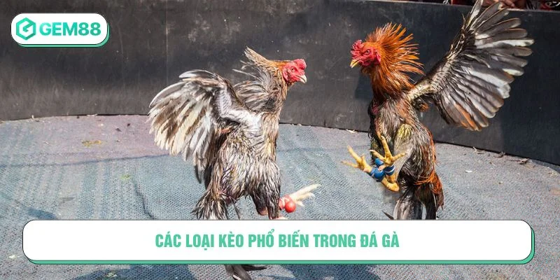 Tham khảo các cách bắt kèo đá gà