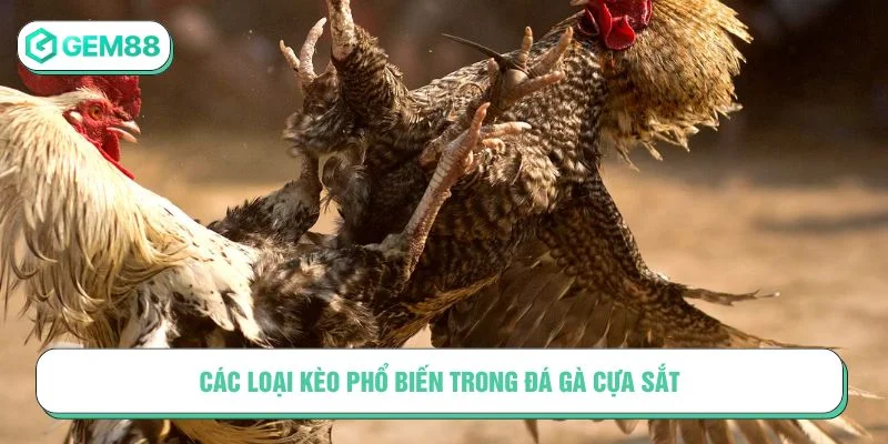 Tham khảo các loại kèo đá gà phổ biến