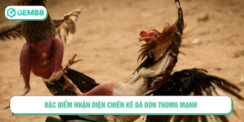 Tham khảo đặc điểm nhận diện gà mạnh