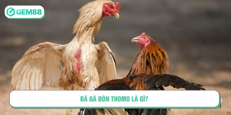 Tìm hiểu hình thức đá gà đòn Thomo