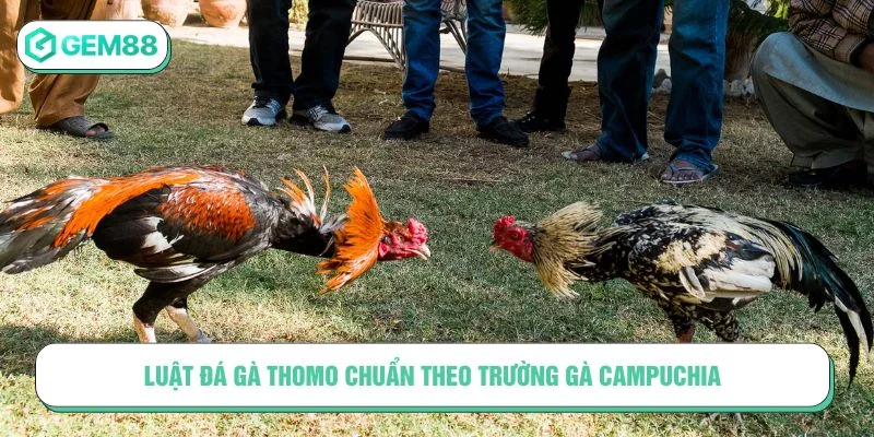 Tìm hiểu kỹ về luật đá gà Thomo