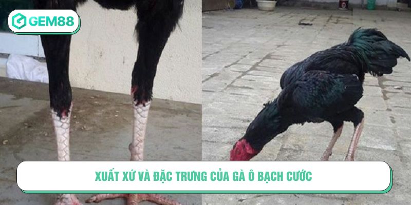 Xuất xứ và đặc trưng của gà ô bạch cước