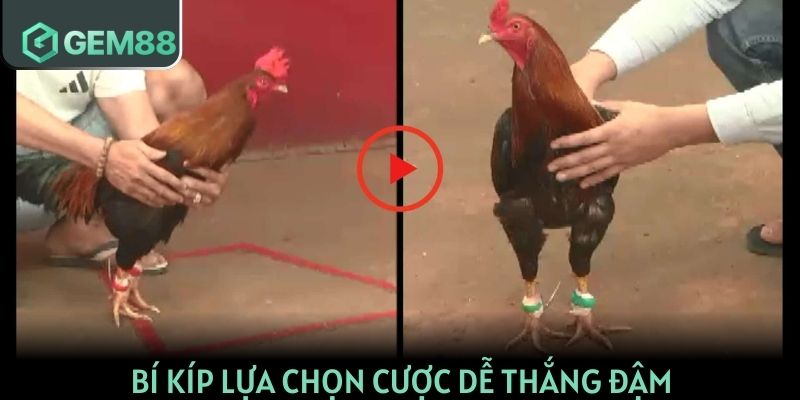 Bí kíp lựa chọn cược dễ thắng đậm