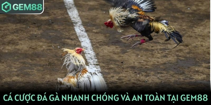 Cá cược đá gà nhanh chóng và an toàn tại Gem88