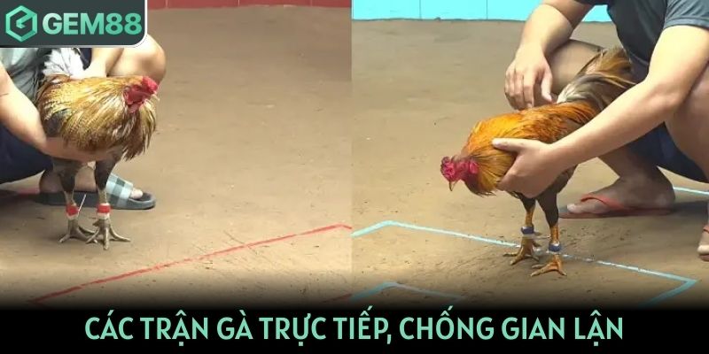 Các trận gà được livestream trực tiếp, chống gian lận