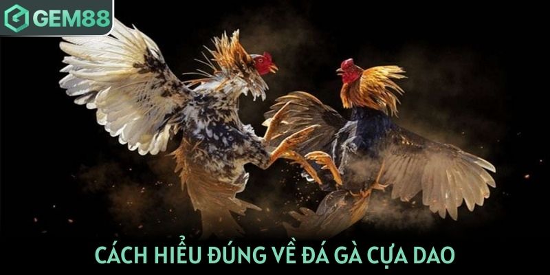 Cách hiểu đúng về đá gà cựa dao