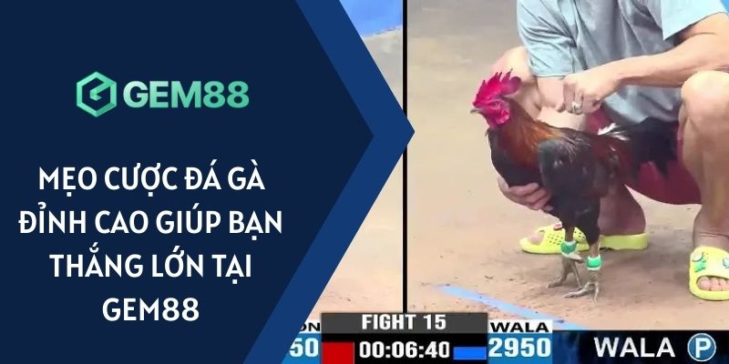 mẹo cược đá gà