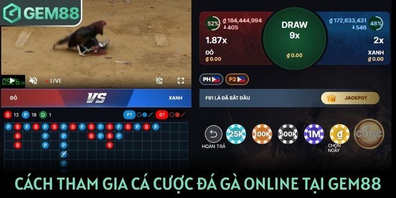 Quy trình tham gia cá cược các trận gà online tại GEM88