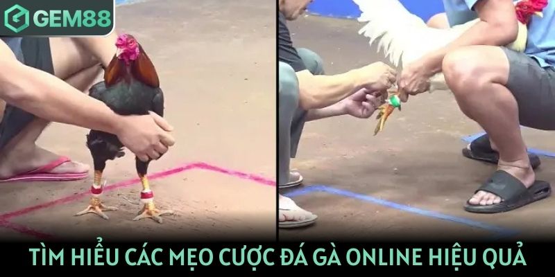 Tìm hiểu các mẹo cược đá gà online hiệu quả