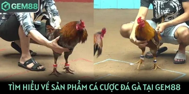 Tìm hiểu về sản phẩm cá cược đá gà trực tuyến tại GEM88