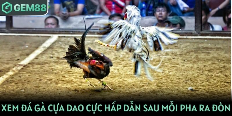 Xem đá gà cựa dao cực hấp dẫn sau mỗi pha ra đòn