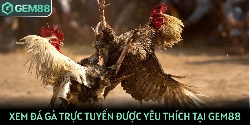 Xem đá gà trực tuyến được yêu thích nhất tại Gem88